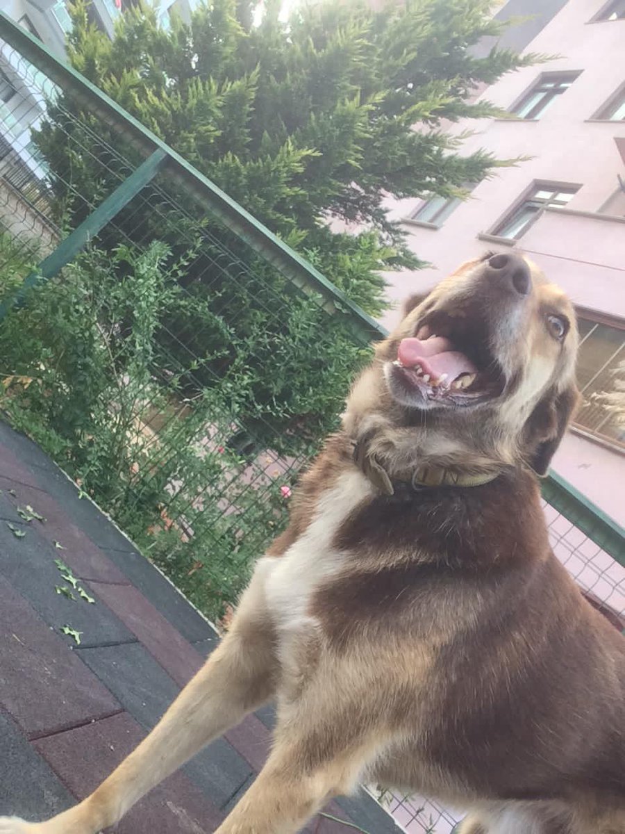 Lütfen yardım edin. Sahip çıktığım sokak köpeklerinden Tarçın’ı zehirleyerek öldürdüler. Katillerin bulunmasını istiyoruz, kampanyaya destek olur musunuz? 

Kampanyaya imza ver! chng.it/mRJNz8Pm <a href="/ChangeTR/">Change.org Türkiye</a>