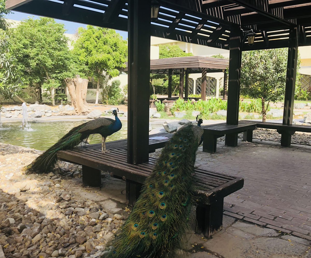 Latifa T&L tweet media