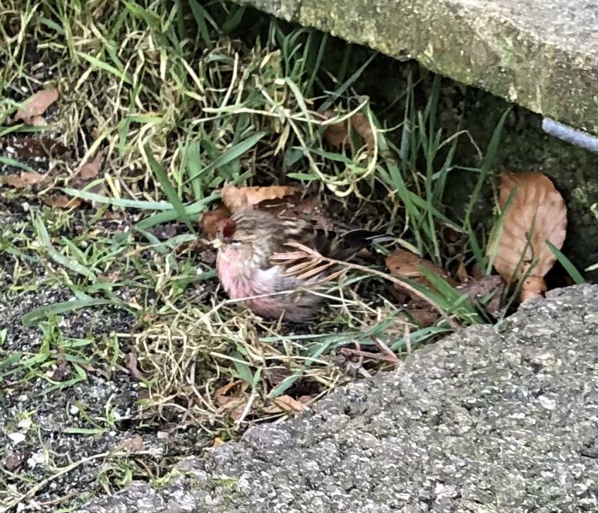 NatureAtNewark1's tweet photo. Isn’t this wee bird beautiful! He is a redpoll. Unfortunately only has one tail feather. We were trying to rescue him to get him checked over but had no luck. They are not normally ground feeders but his balance is all off at the moment. https://t.co/V8ZIXnexev