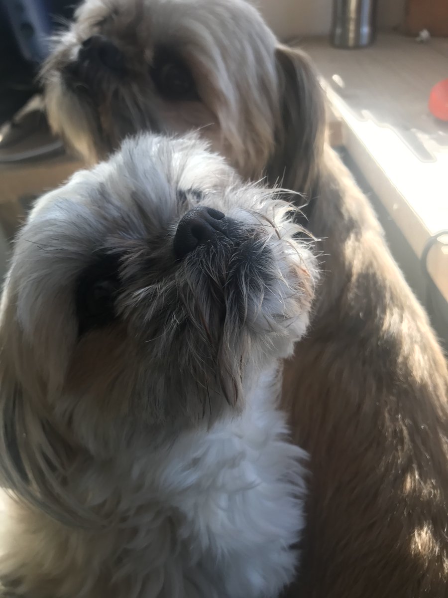 I thought they both wanted a Monday morning cuddle. Turns out they were just chasing the sunshine. #workingfromhome #dogsoftwitter #chewyandleia #starwarsdogs #mongrels