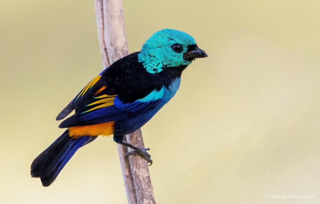 Biofaces tweet media