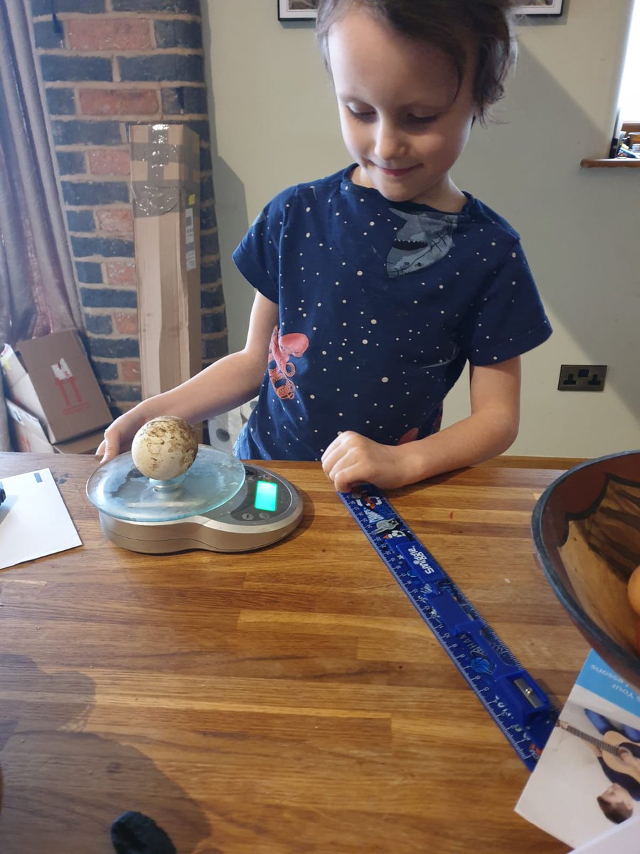 RamseierAlison's tweet photo. The geese are laying their first eggs.  Jacob has not seen any before so is weighing them and comparing size @mrsaldridgecox @TheShrubberySch https://t.co/u5eksCJyV0