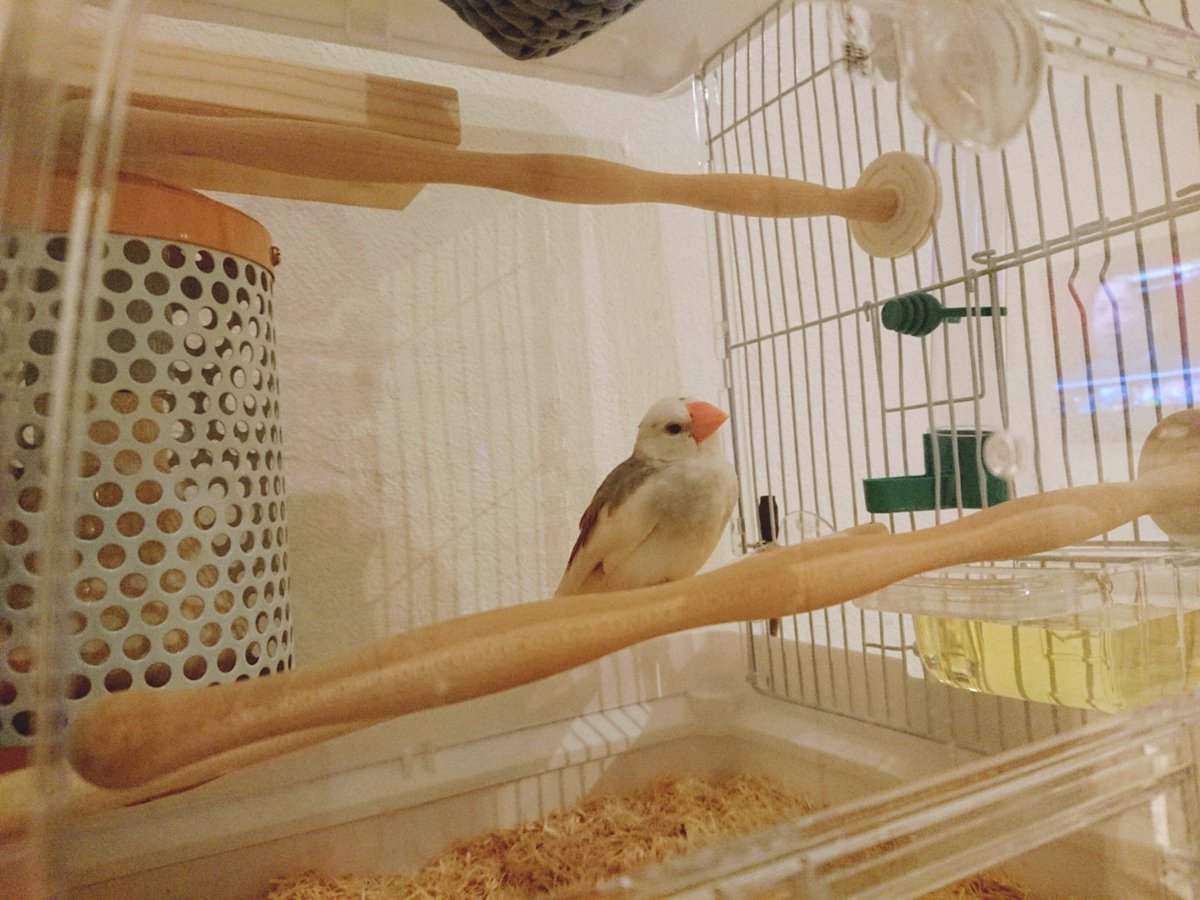 sato2306mo's tweet photo. 一緒に暮らすことになりました🐥
懐くスピードがセキセイと違って慌ててます。手で寝るの？？？※初日から https://t.co/3NwoOS8RWk