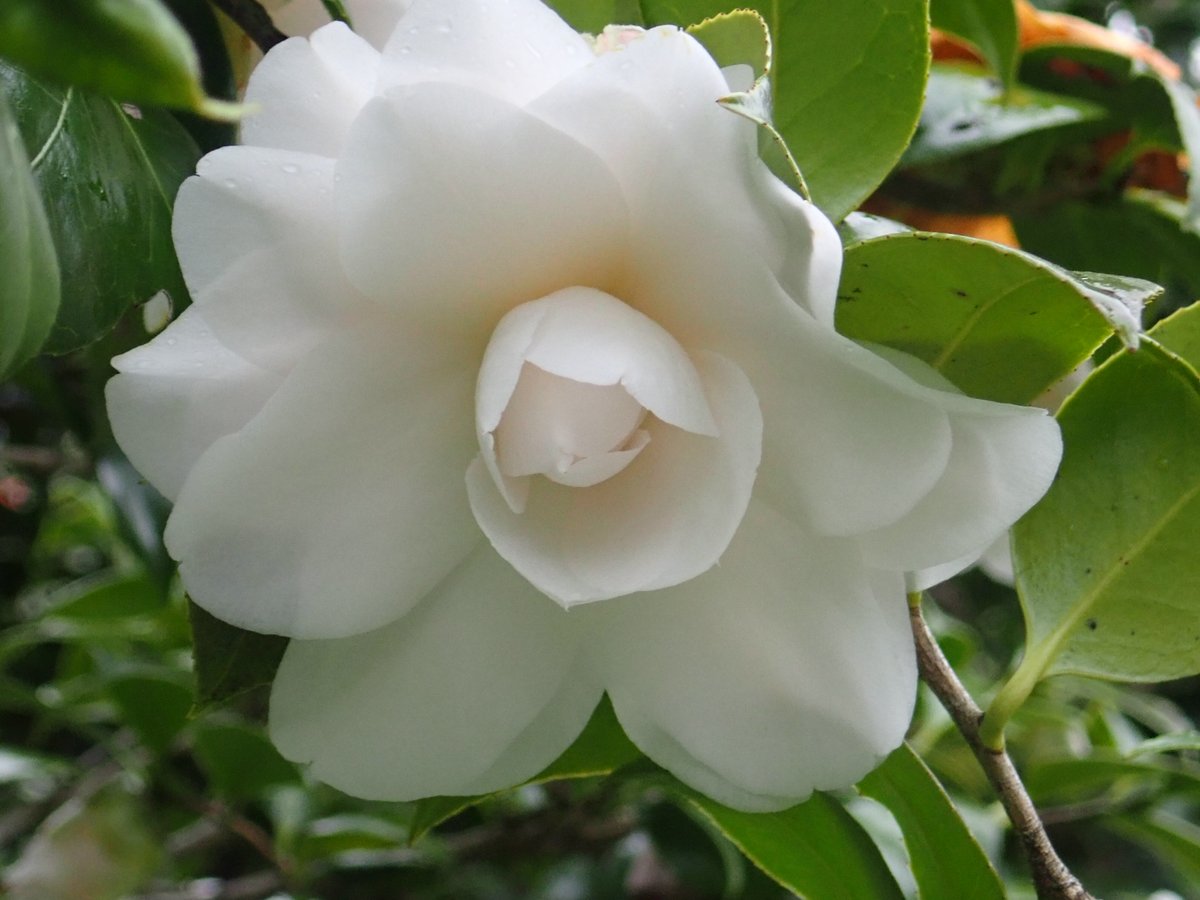 神代植物公園 ニュース スタッフより 園芸係 見ごろを迎えているつばき さざんか園から見ごろのツバキ をご紹介 写真は 鴇の羽重ね ときのはがさね という品種 花色は 移り白 ごく淡桃色 宝珠咲きの大輪品種 江戸時代から続く品種で