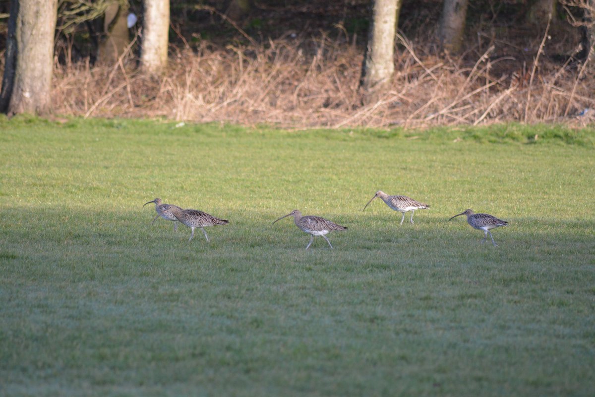 beastofbabylon's tweet photo. #curlew in #Dundee this morning #BirdsSeenIn2021 @Natures_Voice @Britnatureguide @BBCSpringwatch https://t.co/3hAE5tiNDm