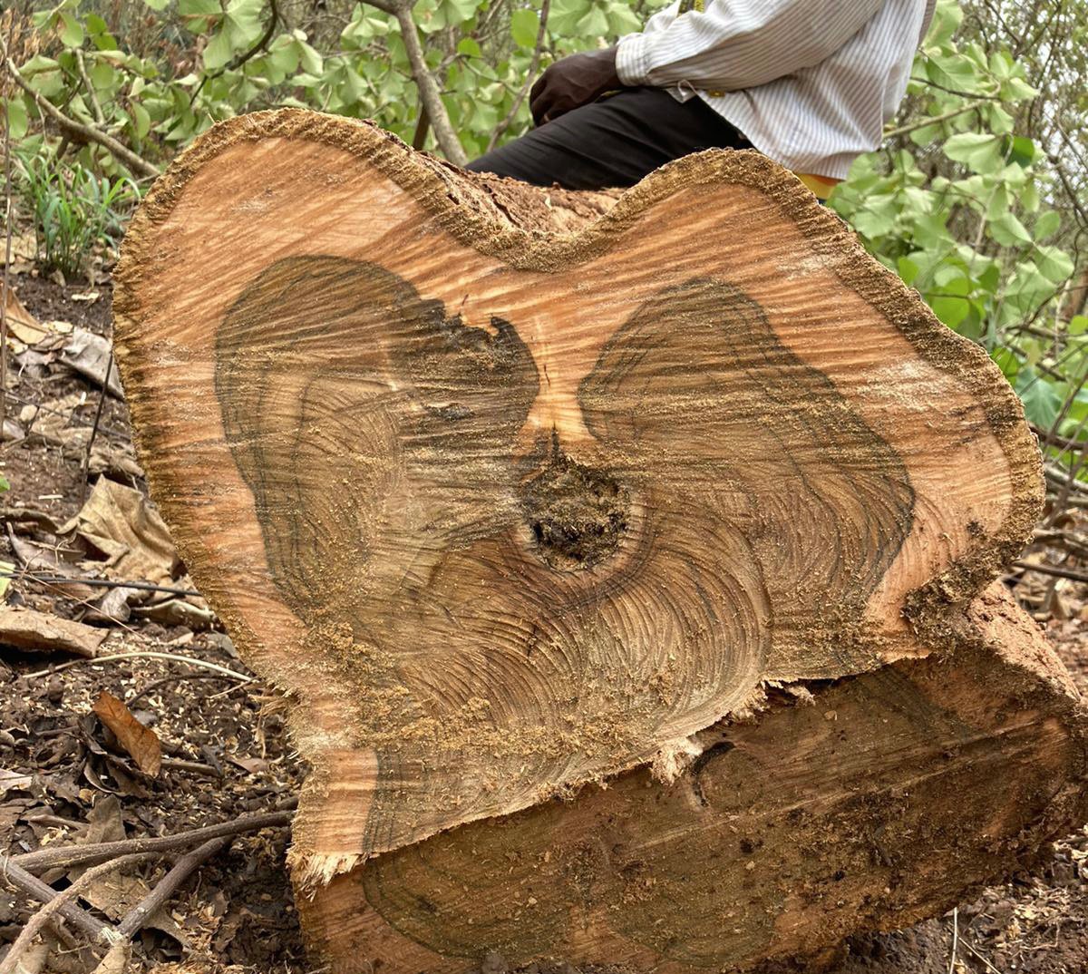 Mere Plantations tweet media