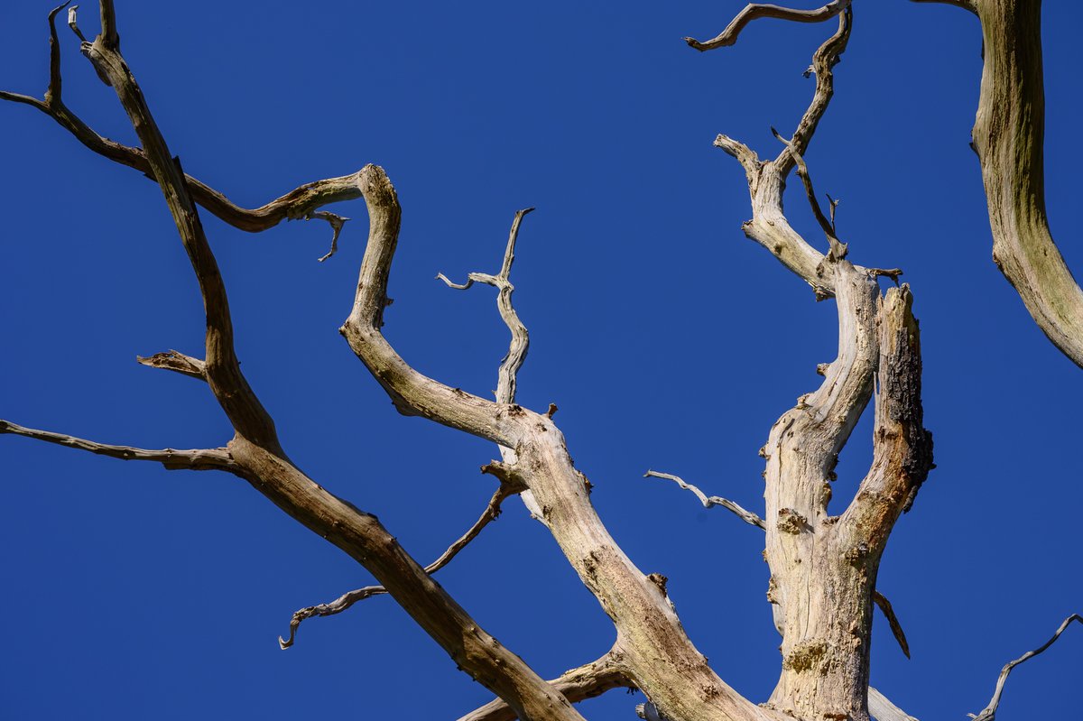 HarrisonPhair's tweet photo. former #tree
🌳📷🌿🍃🍂☀️
#dead #sky #bluesky #decay #branch #nature #skeleton #oldtree #forest #worsley #branches #gnarled #denuded #nikon #z6 24-70 f2.8 S
@NikonatGrays
@CityofTreesMcr
@MySalford
@OnOurDoorstep
@VisitSalford
@SalfordWildlife
@NikonProEurope
@WoodlandTrust https://t.co/ggv83pXtju