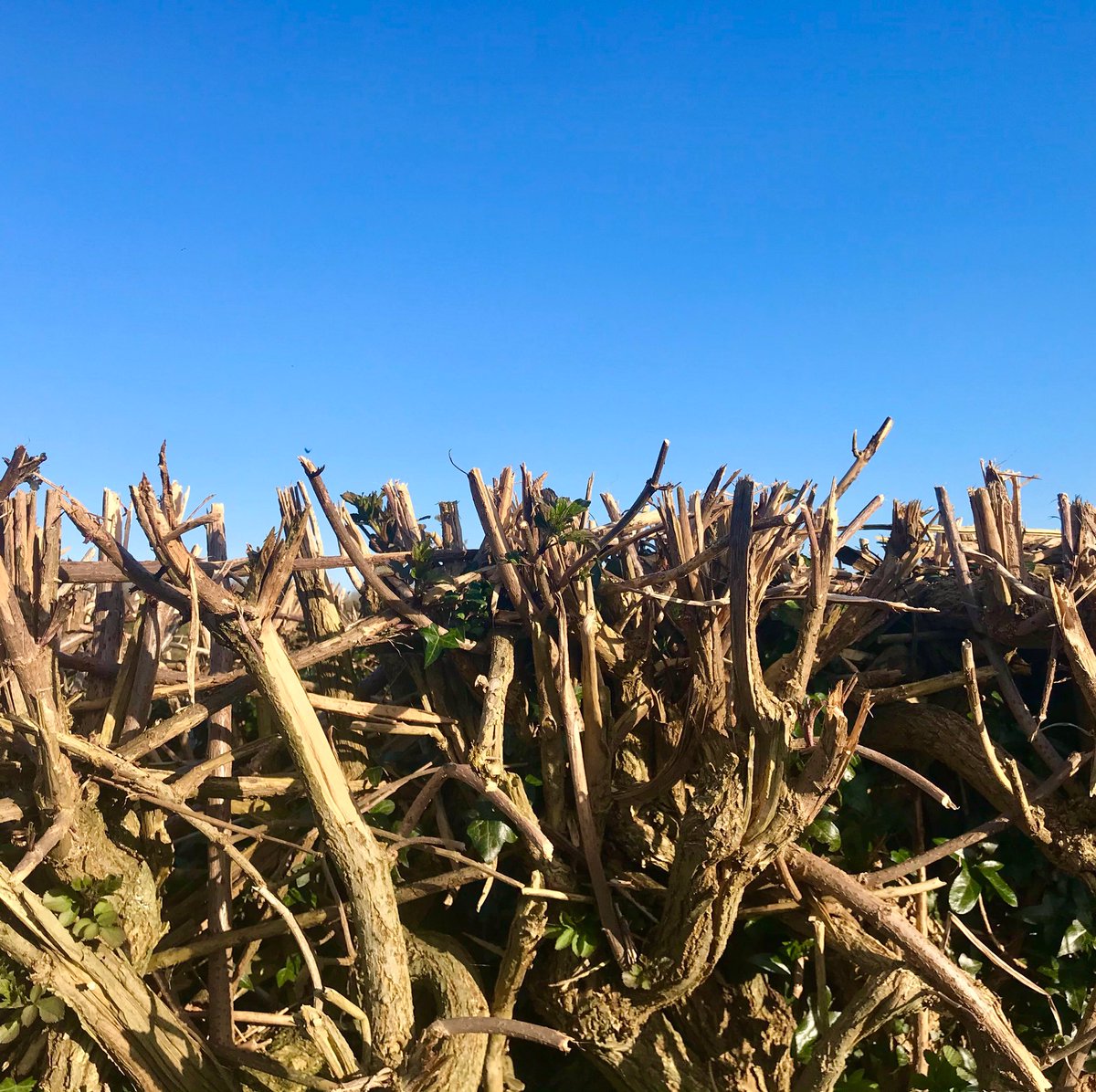 Lockdown walks ... something sculptural about this freshly cut hedge on a small country road just outside Stamullen ... look at that blue sky ... it was a cracking day here yesterday .. here’s to making it a good week ahead .. 👍
#irishart #abstract #art #lockdown #staypositive