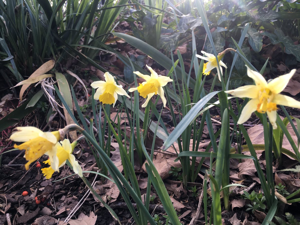 Friday: Swept paths and steps, pruned Red Dogwoods the fig trees and shredded all the cuttings for mulch. Turned the composting leaf bins. We planted out Spotted Dead Nettle loved by early bees, Daffodils are flowering. #Gardening #Shoreditch