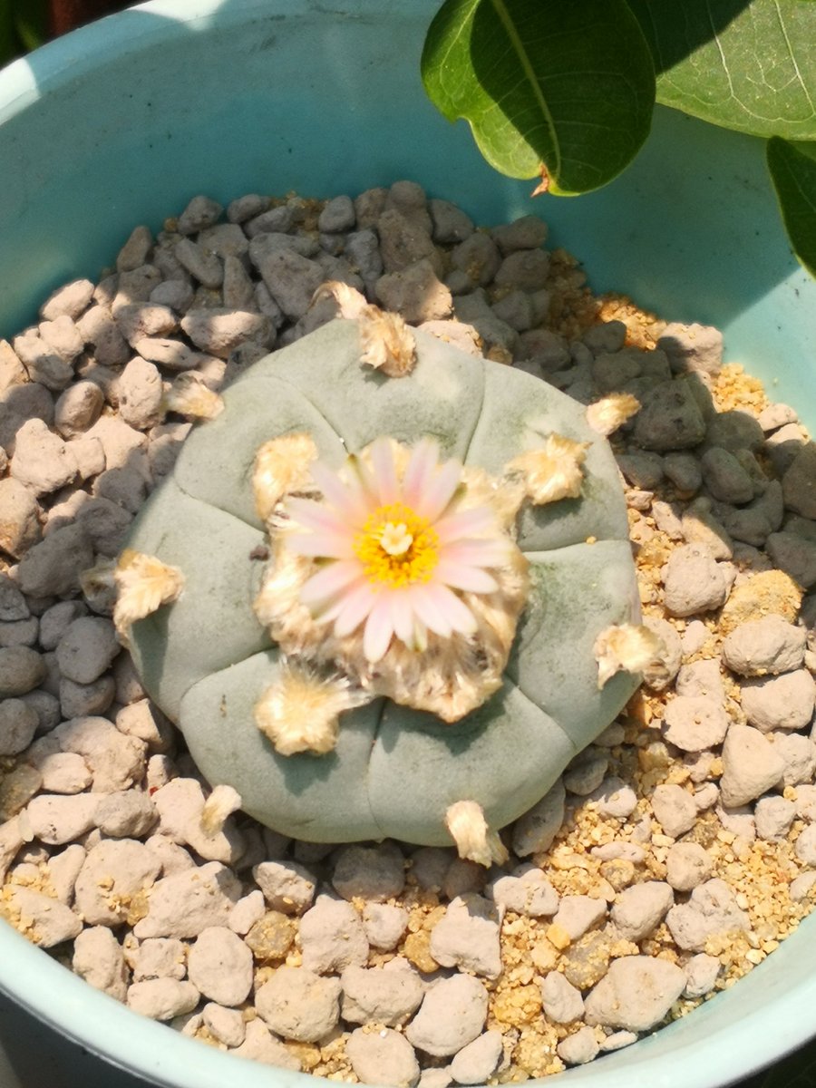 preciouscactus's tweet photo. #lophophora #peyote #cactusconservation https://t.co/5A4ijbEiuY