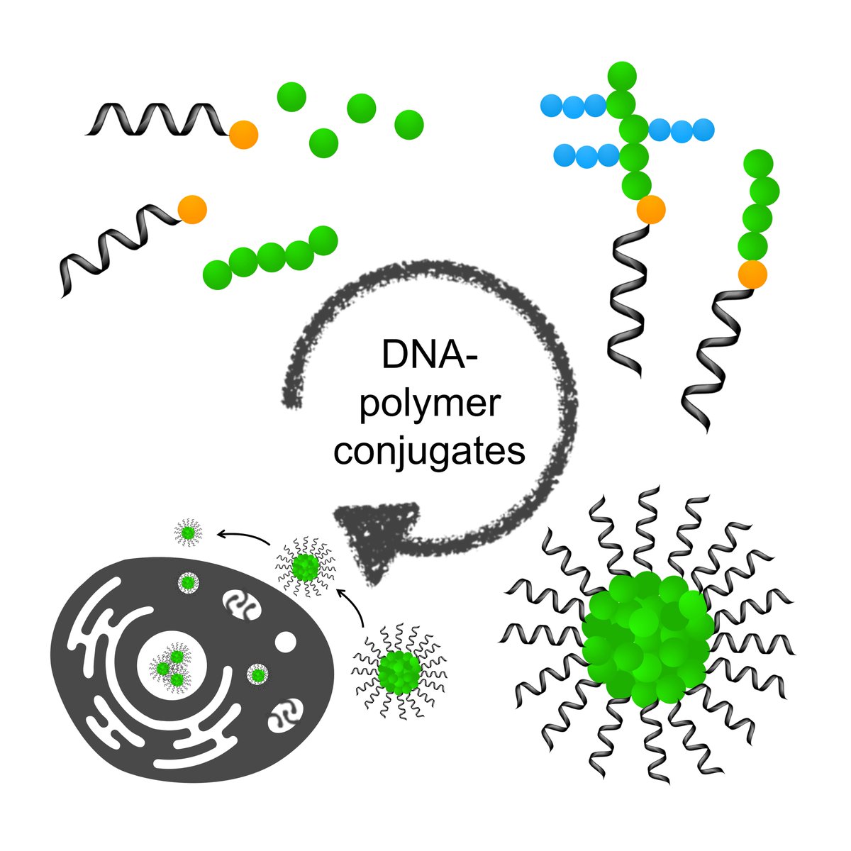 Colette Whitfield (@c_j_whitfield) on Twitter photo Super excited that our review on "Functional DNA–Polymer Conjugates" <a href="/ACSChemRev/">Chemical Reviews</a> is now available :D pubs.acs.org/doi/10.1021/ac…
Great to work with <a href="/Lab_DavidNg/">David Ng 🇸🇬🇩🇪</a>, <a href="/WeilTanja/">Tanja Weil</a> and collaborators over the last year! Super excited that our review on "Functional DNA–Polymer Conjugates" <a href="/ACSChemRev/">Chemical Reviews</a> is now available :D pubs.acs.org/doi/10.1021/ac…
Great to work with <a href="/Lab_DavidNg/">David Ng 🇸🇬🇩🇪</a>, <a href="/WeilTanja/">Tanja Weil</a> and collaborators over the last year!