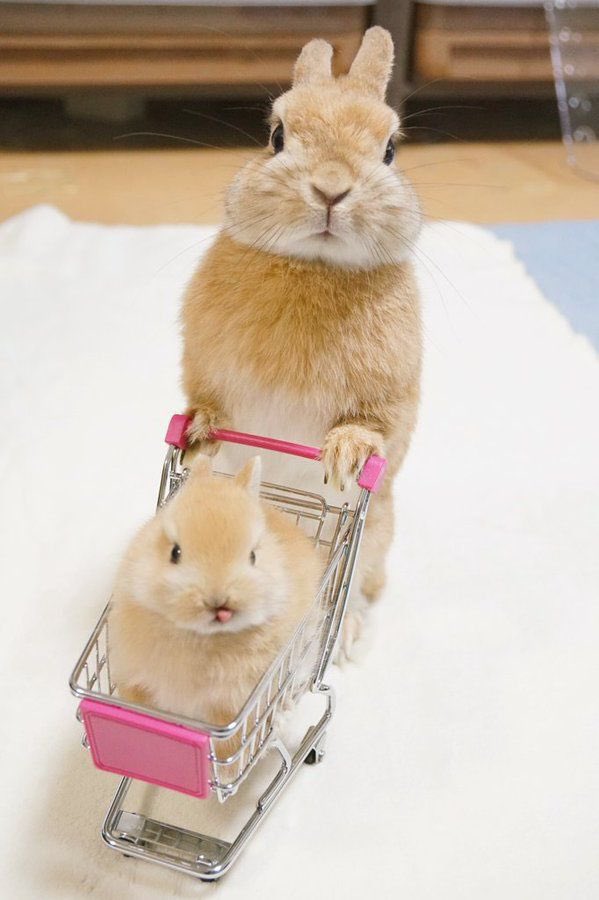 itskameliahq's tweet photo. #HINT4

Happy Monday or Lazy Monday? 🤔 Let's brighten up our day with these cutesies 🥺💗 

Which baby animals is your mood today? 👀 I'm the baby kitten 😆🙋🏼‍♀ https://t.co/vbNm90Im2v
