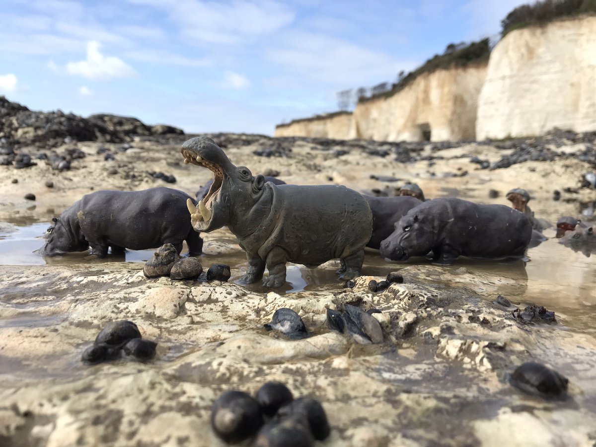 AnimalThanet's tweet photo. Yesterday was a Hippopotamus kinda day ... &amp; other stories from Animal Thanet 2021. A hippo pool on the chalk reef at low tide on Ramsgate’s Westcliff #hippopotamus #tippingstinyzoo #protectallwildlife #politcsofplastic #thanetcoast #ramsgate https://t.co/BmIafJMoF7