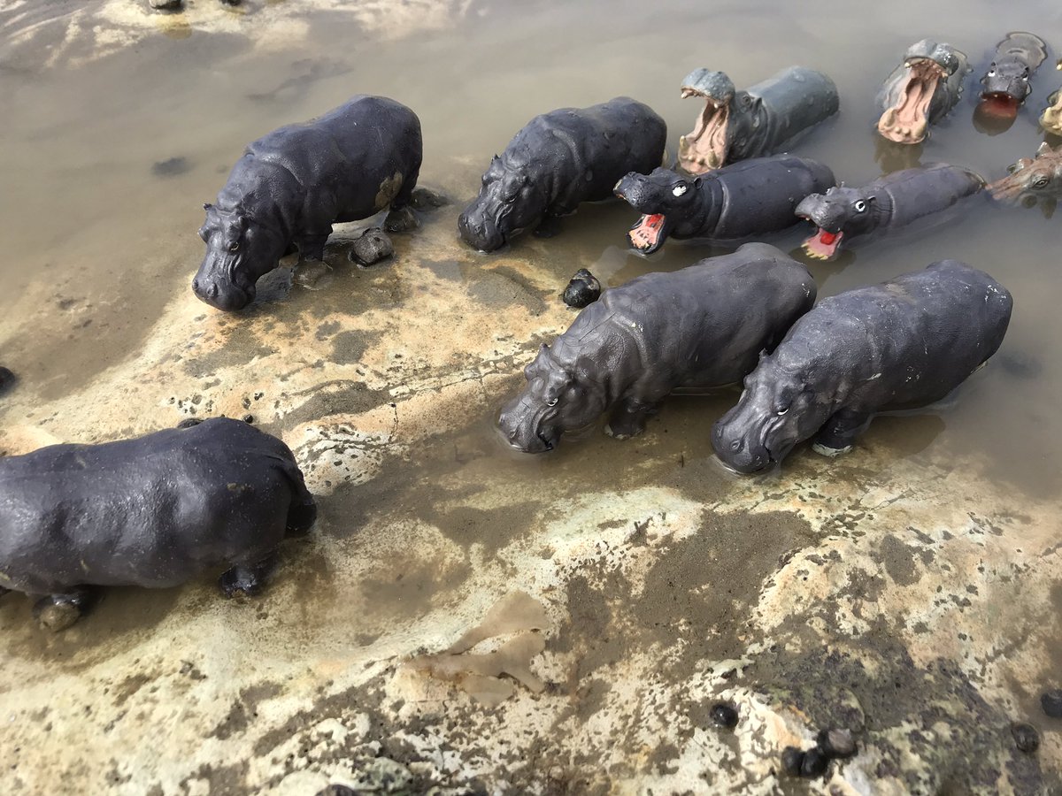 AnimalThanet's tweet photo. Yesterday was a Hippopotamus kinda day ... &amp; other stories from Animal Thanet 2021. A hippo pool on the chalk reef at low tide on Ramsgate’s Westcliff #hippopotamus #tippingstinyzoo #protectallwildlife #politcsofplastic #thanetcoast #ramsgate https://t.co/BmIafJMoF7
