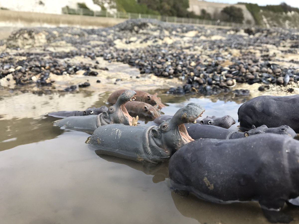 AnimalThanet's tweet photo. Yesterday was a Hippopotamus kinda day ... &amp; other stories from Animal Thanet 2021. A hippo pool on the chalk reef at low tide on Ramsgate’s Westcliff #hippopotamus #tippingstinyzoo #protectallwildlife #politcsofplastic #thanetcoast #ramsgate https://t.co/BmIafJMoF7