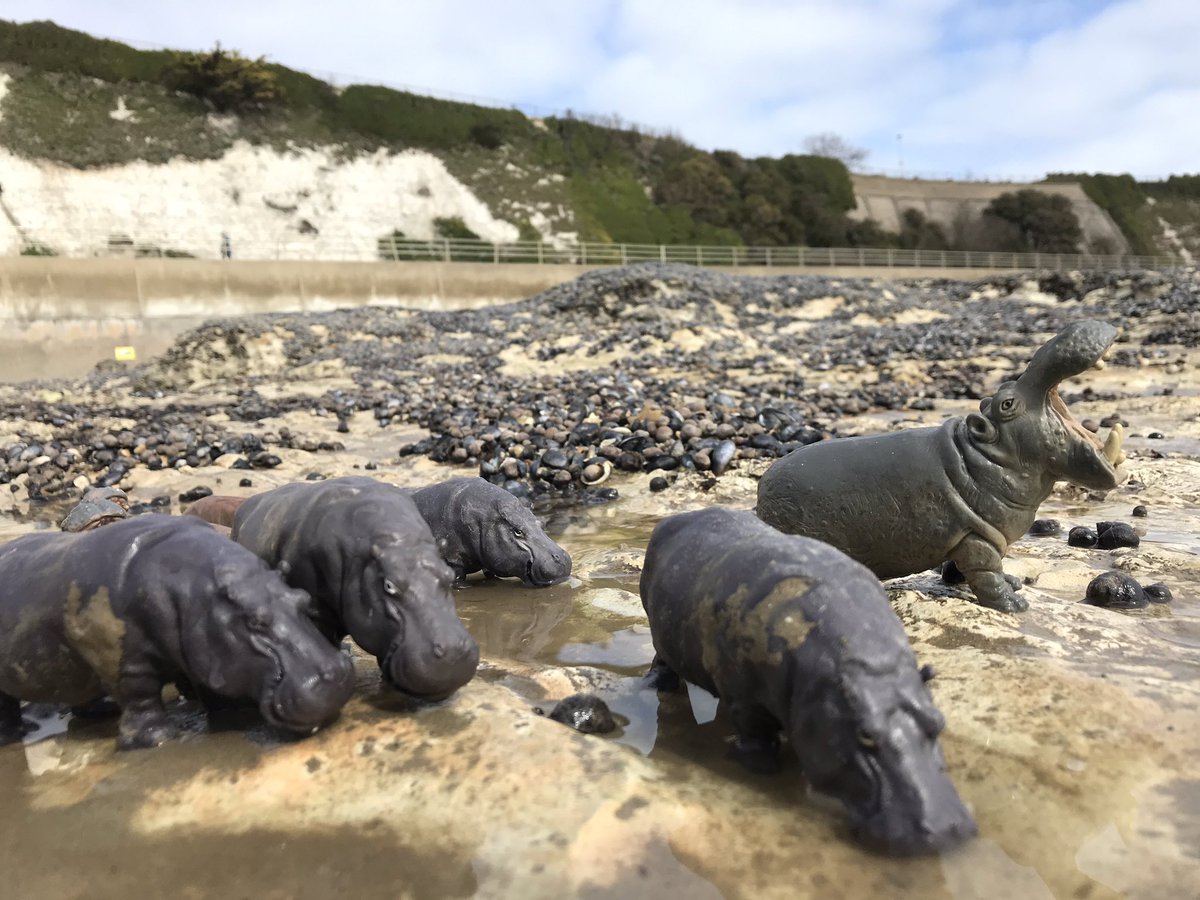 AnimalThanet's tweet photo. Yesterday was a Hippopotamus kinda day ... &amp; other stories from Animal Thanet 2021. A hippo pool on the chalk reef at low tide on Ramsgate’s Westcliff #hippopotamus #tippingstinyzoo #protectallwildlife #politcsofplastic #thanetcoast #ramsgate https://t.co/BmIafJMoF7