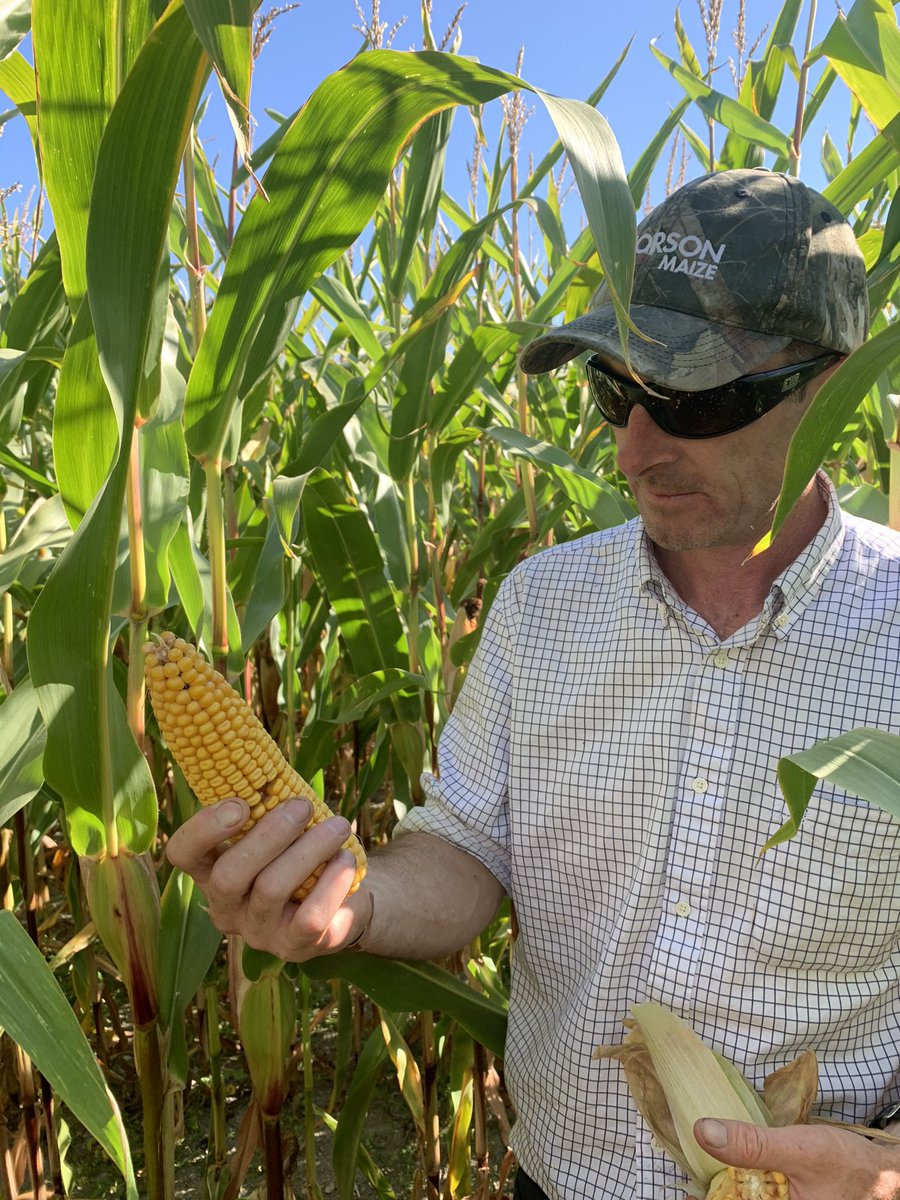 agronomygeek's tweet photo. Great look around #Temuka and Geraldine today looking at Corson maize with our Southern rep and Alice from Seeds. #Corsonmaize #Southisland ๐ฅ๐๐คฉ https://t.co/7MG7uUqnnq