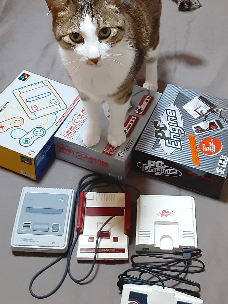 きじねこきじねこきじねこかわいいよかわいいよぉぉ٩(๑'ڡ`๑)۶🐱
#キジ猫祭り2021 #キジ猫祭り 