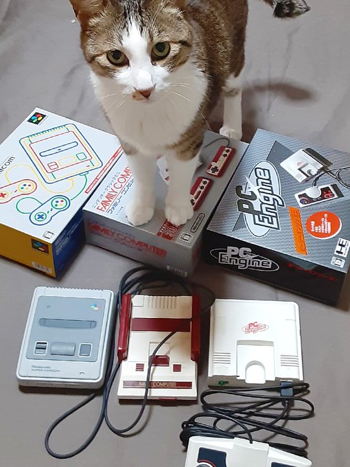 きじねこきじねこきじねこかわいいよかわいいよぉぉ٩(๑'ڡ`๑)۶🐱
#キジ猫祭り2021 #キジ猫祭り 