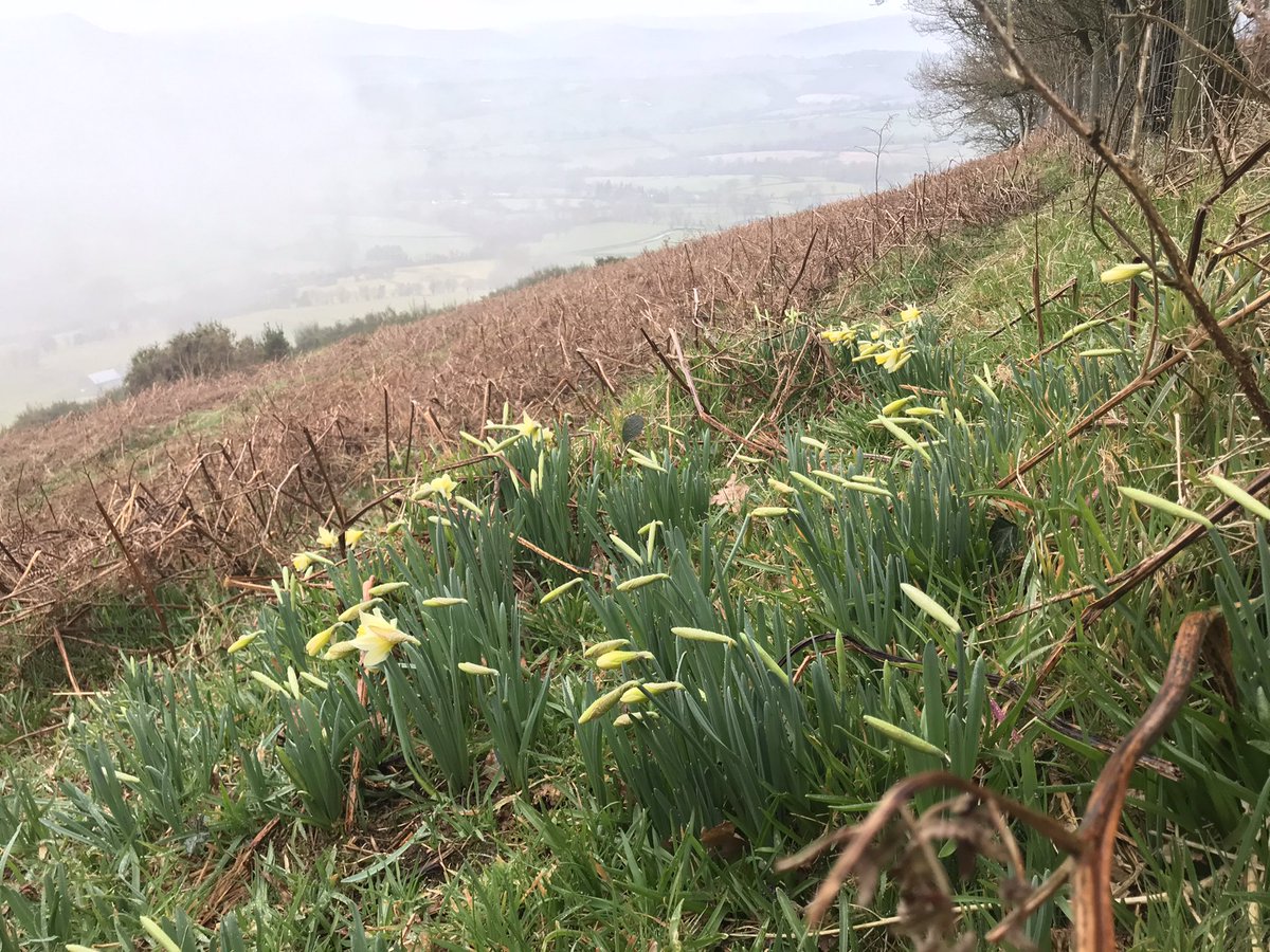 finstumpf's tweet photo. Oh, Wind, If winter comes, can Spring be far behind?
Shelley
Wild daffodils Craig Syfyrddin #walkinwinter #markmypaths
@RamblersCymru @MonmouthshireCC
@MorningAber @LoveYFenni @VisitAberG @MonCountryside @visit_mon https://t.co/pT0CFo215i