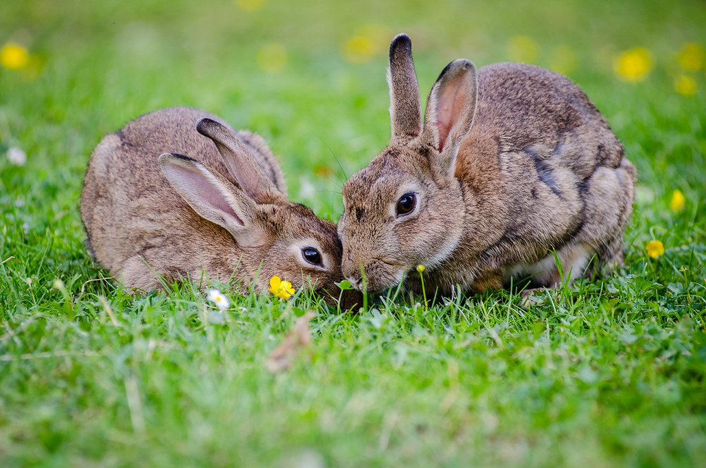 AshlynCroft11's tweet photo. @LisaAtDeakin "European rabbits" by Mathias Appel is marked with CC0 1.0
https://t.co/312YPl5PQK https://t.co/ugMw8R27WG