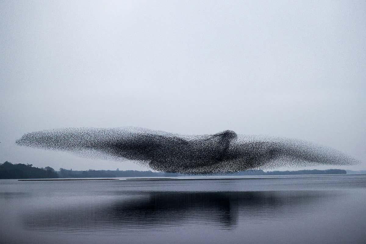 This amazing photograph by <a href="/INPHOjames/">James Crombie</a> shows a murmuration of thousands of starlings appearing like a single giant creature bit.ly/315rDhe