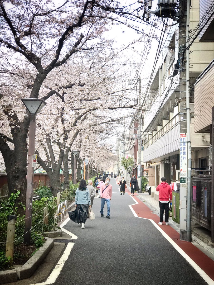 lejapon's tweet photo. Comme des pop-corn ! On est passé à Nakameguro de 5 à 50% de floraison des Sakura en un week-end 😗🌸🌸🌸 https://t.co/rHwtEZQpjo