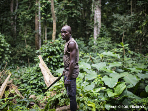Environmental activists in Cameroon are fighting to ensure that no logging licenses are issued for the Ebo Forest in order to protect the native plants and gorilla species that only live there. dw.com/en/trying-to-k… <a href="/HPaglaga/">Hervé Donatien MAKEBEL PAGLAGA</a> <a href="/bsdkrs/">Blondel Silenou</a> <a href="/Cladelle2/">Cladelle Tido</a> <a href="/jvecmr/">JVE Cameroun</a> <a href="/KonlackO/">Konlack Ornela</a> <a href="/ILeyticia/">Iby leyticia</a>