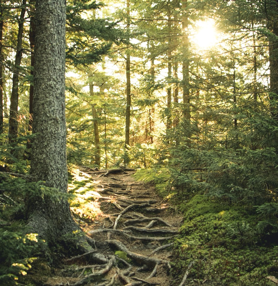 run_ontrails's tweet photo. "Don't limit your challenges. Challenge your limits." 

#trailrunningasitshouldbe #mondaymotivation #positivemind #goals #adventure #2021 #trailrunning #ultrarunning #marathonrunning #runontrails https://t.co/smSoRmckuU