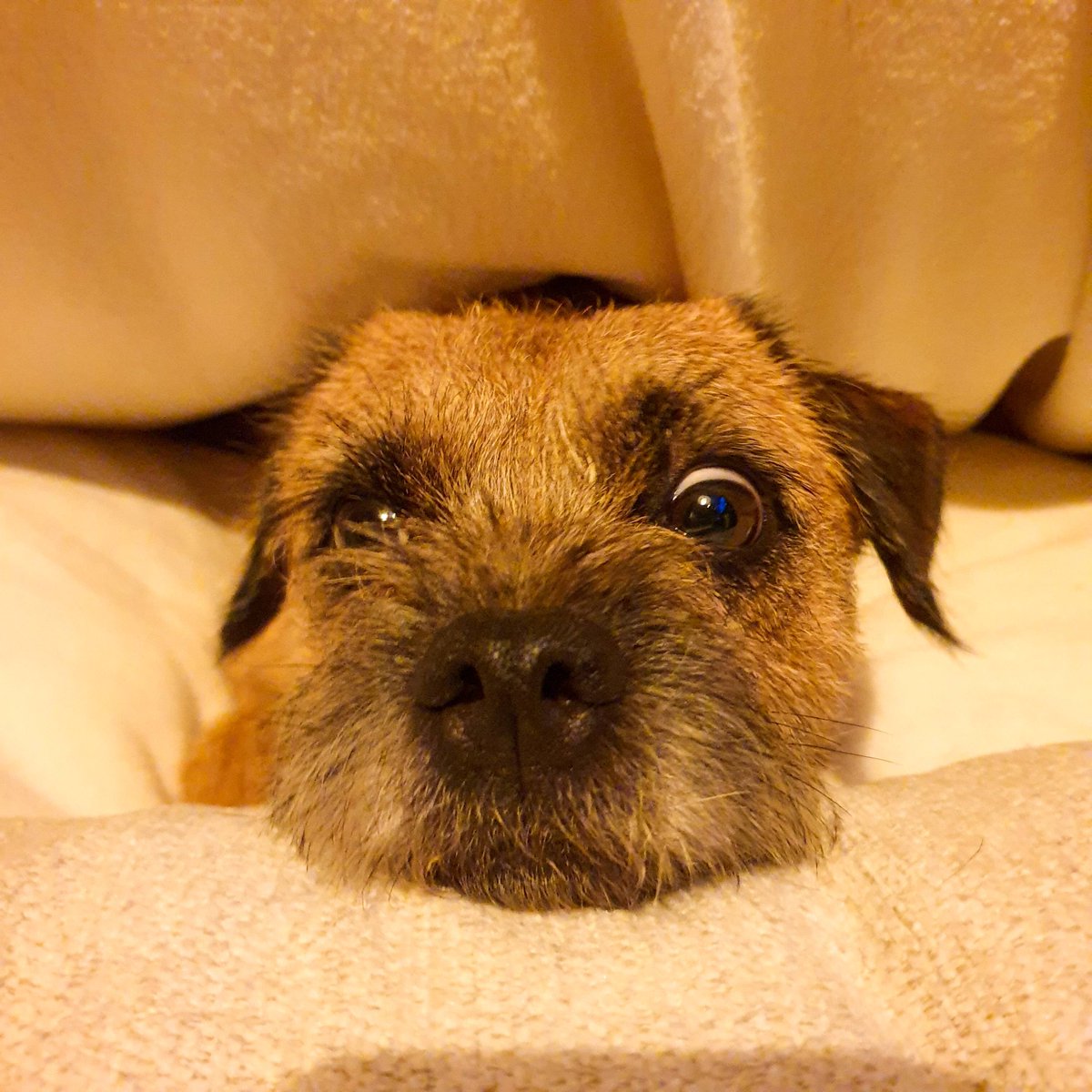 epochdotpet's tweet photo. Monday morning vibes with lazy Lily! ⬇️ 🥰 

#Morning #Lazy #Dogs #BorderTerrier #dogs #twitter #lazy #dogsoftwitter #lazydog #dogsoftheday #lazydays #monday #dogsworld #Lily #Cute #MondayVibes #Love https://t.co/1ro44eB3jK