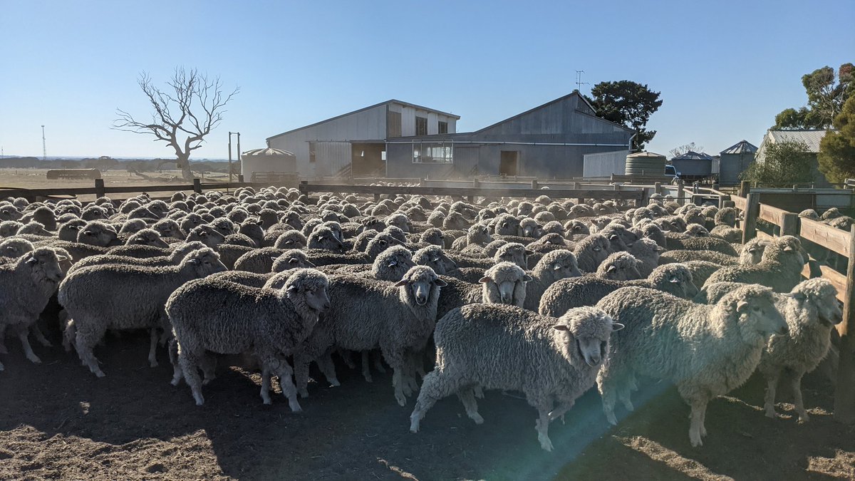 deep_dene_KI's tweet photo. Back to work today! Annabella tagged along to weigh our 2020 drop ewes 🙌☺️ https://t.co/6sJEKMKkfs