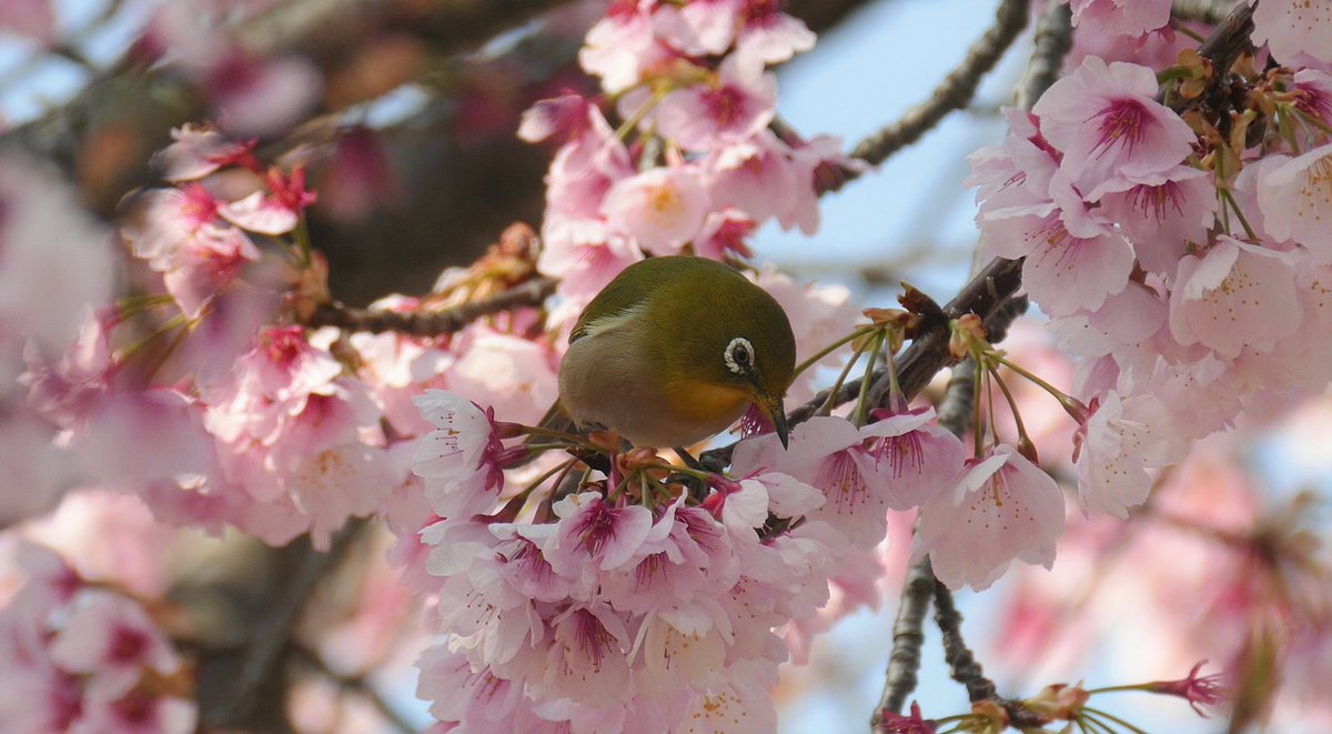 三国の境 大仙公園の大寒桜とメジロ ２０２１年３月１４日 T Co Gfmryjori6 大仙公園 大寒桜 メジロ