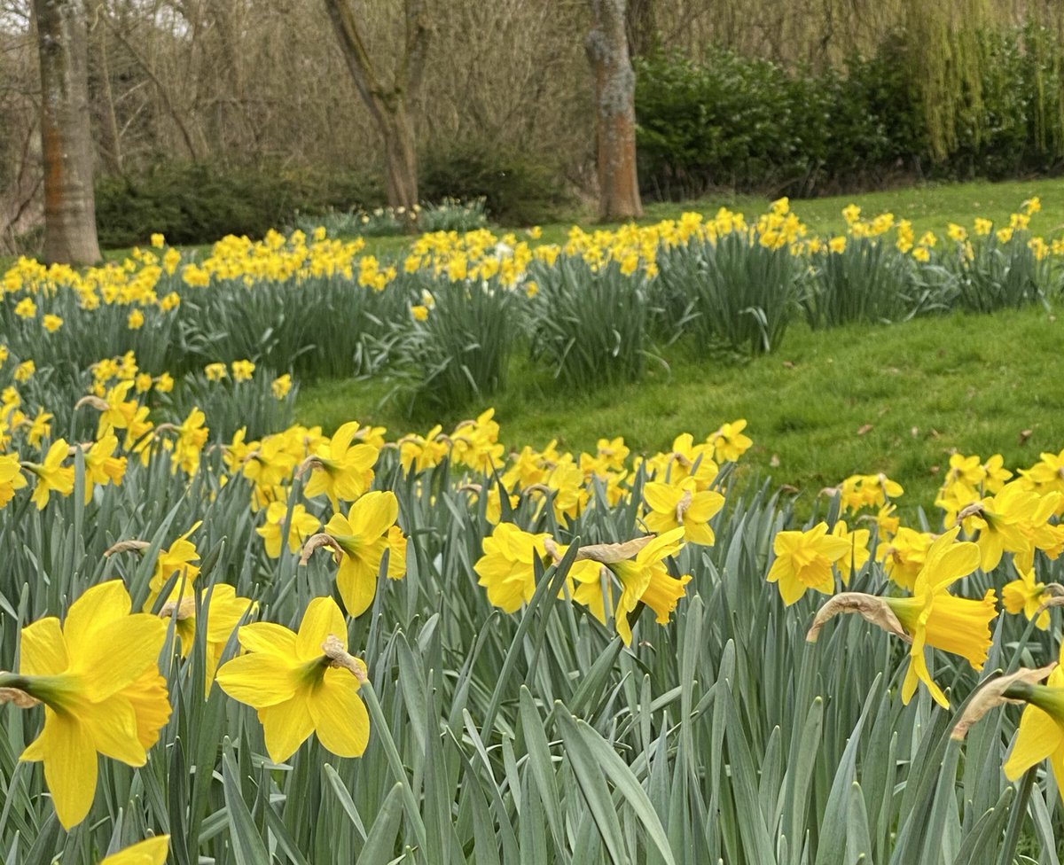 FrankieSk8's tweet image. Weโve let the daffodils grow wild at our house (the owners even wilder ๐น) ๐ผ #spring #springtime #springinmystep