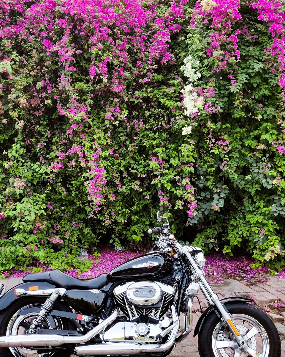 opensourcerider's tweet photo. Despite knowing they won't be here forever. They still choose to live their brightest lives. Be like flowers.

 #flowers #flowerquotes #flowersandharley #harleydavidson #opensourcerider #delhi #bougainvillea #colors #coloursofnature #coloursofdelhi  #1200custom #custom1200 https://t.co/fj7OeU1Obm