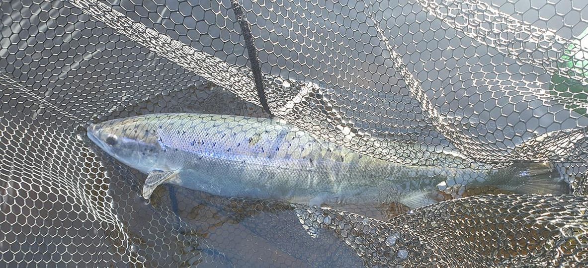MagazineSsfs's tweet photo. SOME LIGHT AT THE END OF THE TUNNEL, AS SOME LOVELY SPRING SALMON ARE LANDED FROM THE TAY SYSTEM!
(River Tay weekly report week ending 20th March 2021) 
There finally seemed to be some light at the end of the tunnel in terms of the pandemic....READ MORE https://t.co/S7TTlNQ2GB https://t.co/5CXCXK35cS