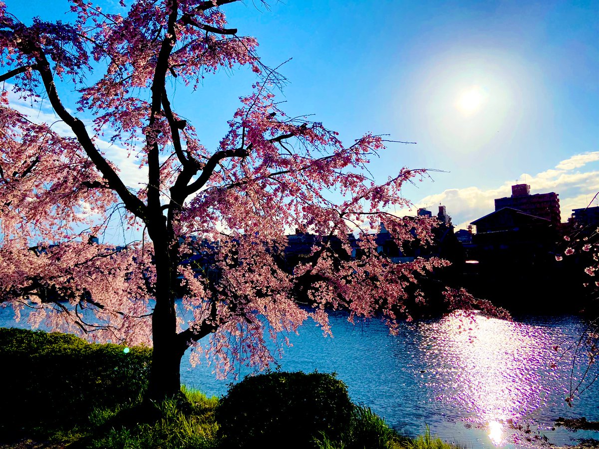Sakura, by evening and by day, right now adorning our lives, and lifting our spirits, here in #Kyoto #Japan.  

桜は私達の人生を飾っている。

＃桜🌸　#cherryblossoms #sakura #Spring #flowers #trees #river #riverside  #positivity