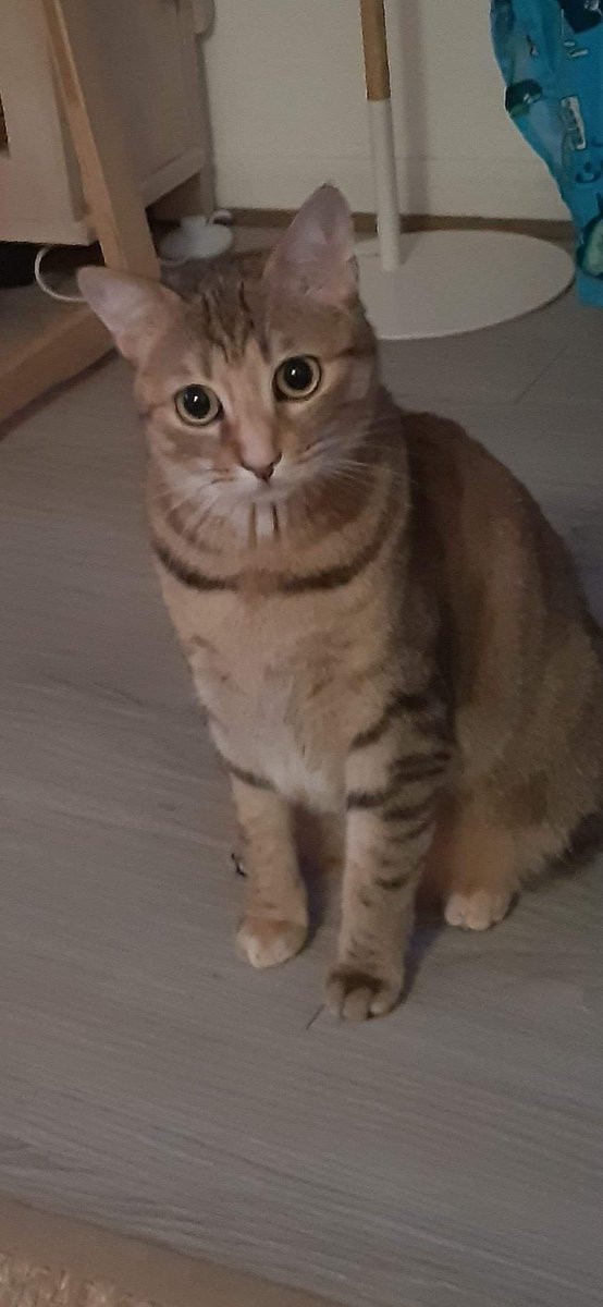 MaelleGuyard's tweet photo. Pitchoune s'est échappé de notre appartement depuis le 09/03, entre rue bicoquet et rue d'hastings à Caen. 
Pelage beige/roux tigré marron, grand yeux vert, pucée mais sans collier, craintive et ne sort presque pas habituellement...
Rt apprécié 😇 mercii de votre aide https://t.co/BjlB5WbfjJ