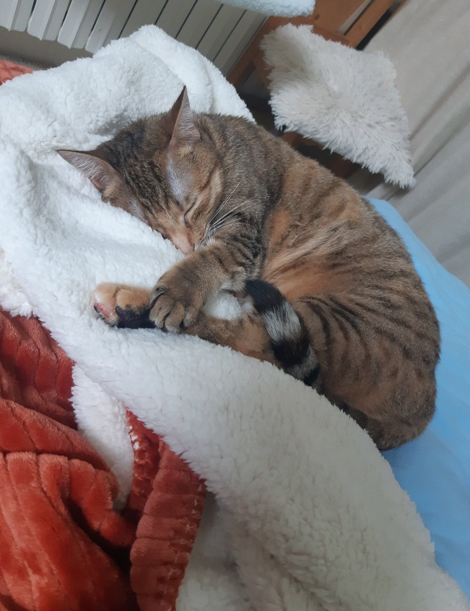 MaelleGuyard's tweet photo. Pitchoune s'est échappé de notre appartement depuis le 09/03, entre rue bicoquet et rue d'hastings à Caen. 
Pelage beige/roux tigré marron, grand yeux vert, pucée mais sans collier, craintive et ne sort presque pas habituellement...
Rt apprécié 😇 mercii de votre aide https://t.co/BjlB5WbfjJ