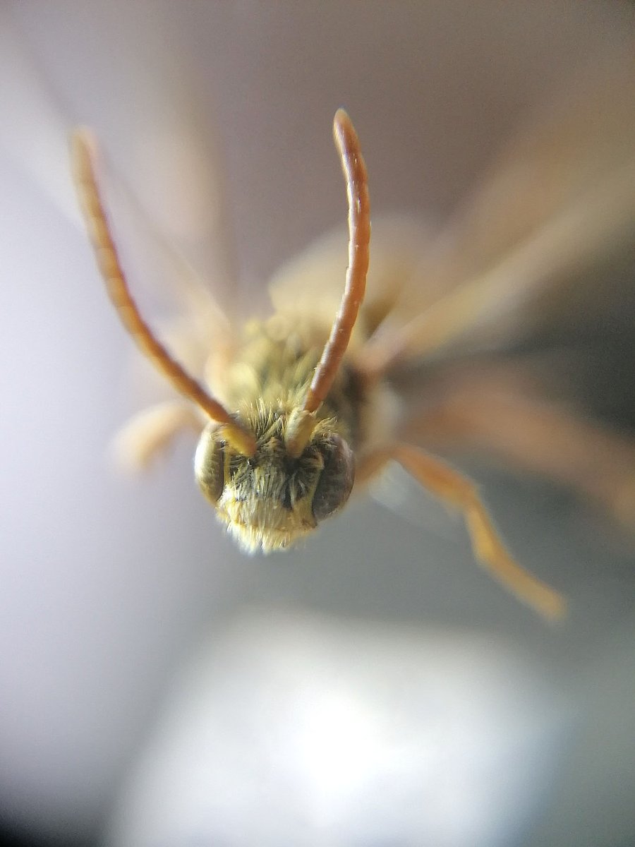 RBAbuzz's tweet photo. Pour le lundi #MacroPoll, découvrez Nomada Flava, une abeille dite "coucou" ! Cette #abeille solitaire jaune vif et à faible pilosité, pond dans les nids d'autres abeilles (notamment des Andrènes). Ainsi, sa larve profite des réserves de pollen et nectar accumulées par l'hôte 🐝 https://t.co/r8fOfz9ah2