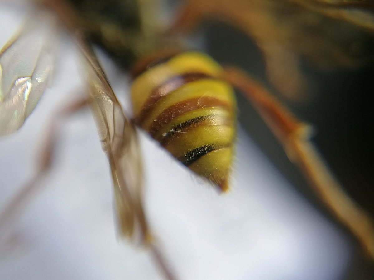 RBAbuzz's tweet photo. Pour le lundi #MacroPoll, découvrez Nomada Flava, une abeille dite "coucou" ! Cette #abeille solitaire jaune vif et à faible pilosité, pond dans les nids d'autres abeilles (notamment des Andrènes). Ainsi, sa larve profite des réserves de pollen et nectar accumulées par l'hôte 🐝 https://t.co/r8fOfz9ah2