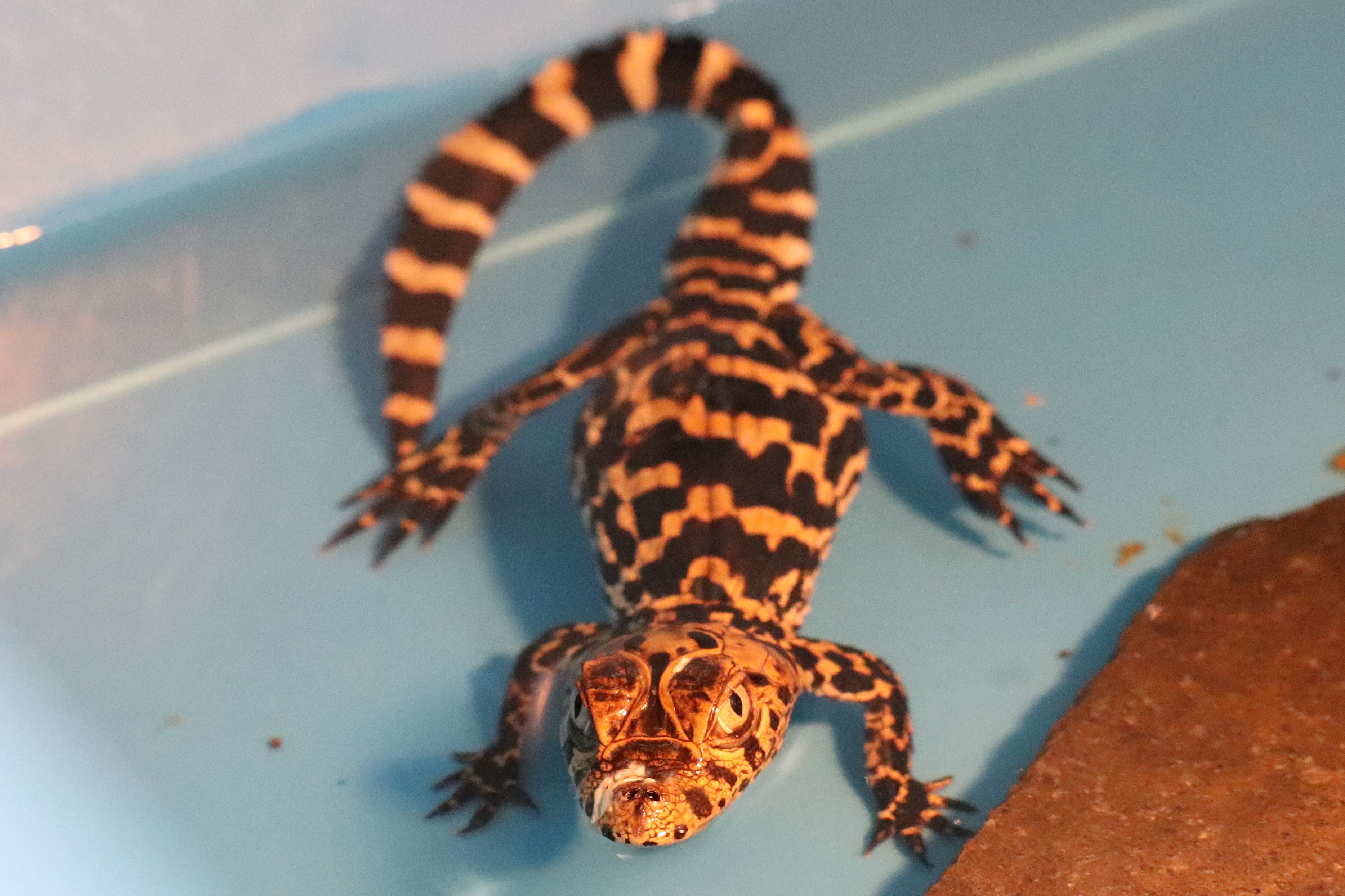 静岡市立日本平動物園 21 3 7 クチヒロカイマンの飼育日誌 を更新しました 仔2頭にササミ与える 1頭 ササミ食べず ワカサギを細かくして置き餌にすると食べる 日本平動物園 クチヒロカイマン Nihondairazoo T Co Esdpnuixph Twitter