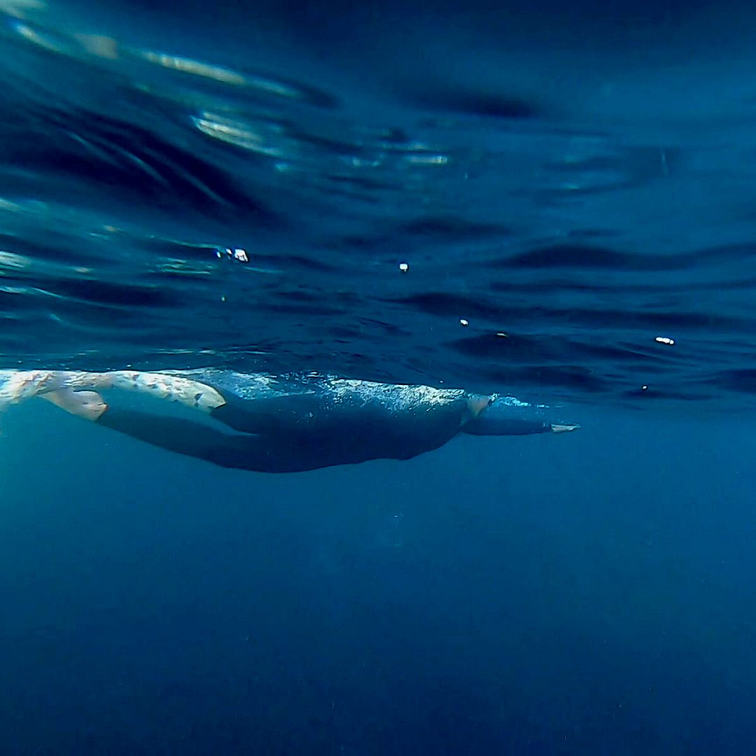 sascampaigns's tweet photo. It's 💧 #WorldWaterDay 💧 so we’ve put together six actions you can take to support and protect rivers, waterways and the ocean🌊from pollution 👇👇👇 https://t.co/5QPGoyGCLG