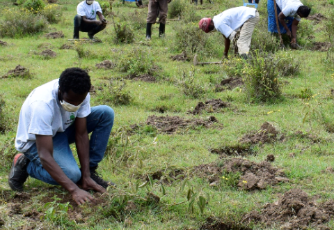 Kenya Reforestation