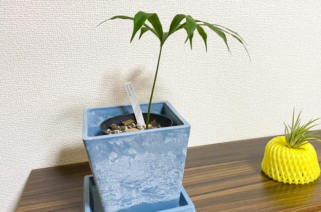 かまど 31歳にして初めて趣味ができました 植物を育て始めてから毎日が楽しい うぉーー 観葉植物 の育て方を先輩に聞いたら生まれて初めて趣味ができた オモコロ T Co Soiezmchic