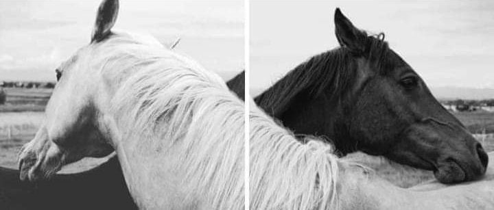 "أعانقُها والنفسُ بعدُ مَشُوقَةٌ
إليها، وهل بعد العناقِ تَداني؟"