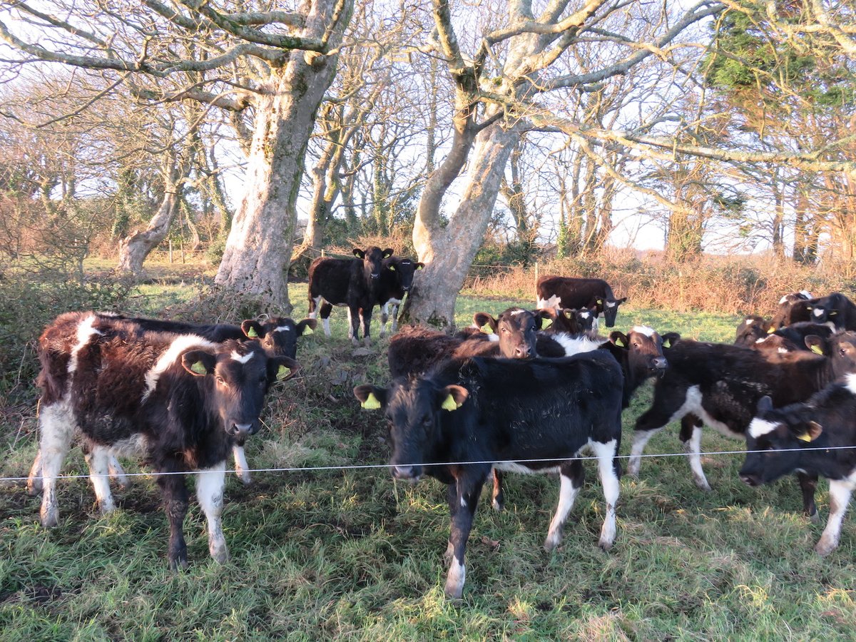 COWSworms's tweet photo. Live lungworm vaccine is given orally to calves aged 8 weeks or more. Two doses are given, four weeks apart, the second dose given at least two weeks before turnout #planahead #countback https://t.co/L9Emp21fo7