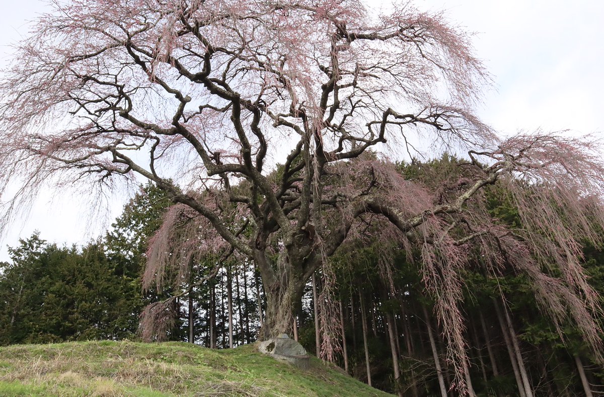 山梨市観光協会 3 22桜 開花情報 山梨市の桜の名所 乙ヶ妻のしだれ桜 は1 2分咲き 見ごろはまだ先のようです 桜 T Co Eamkr6fwon 桜 開花 山梨 見ごろ 乙ヶ妻 しだれ桜 山梨市観光協会 3 22桜 開花情報 山梨市の桜の名所 乙ヶ妻のしだれ桜 は1 2分咲き 見ごろはまだ先のようです 桜 T Co Eamkr6fwon 桜 開花 山梨 見ごろ 乙ヶ妻 しだれ桜