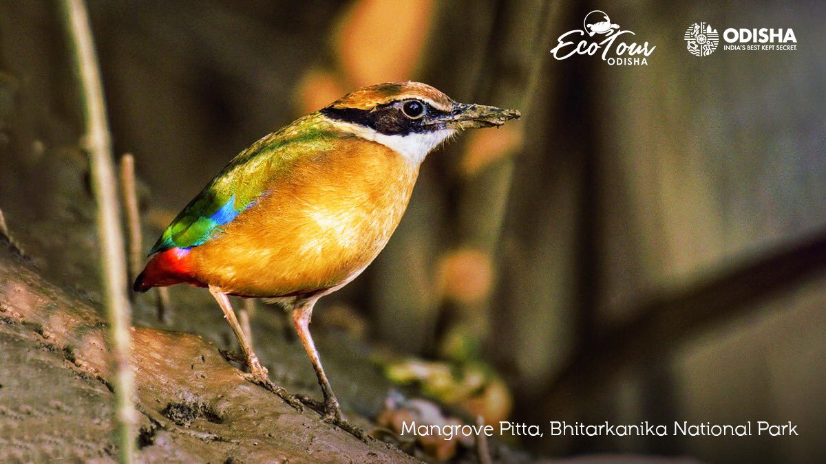 odisha_tourism's tweet photo. With 9 distinct colours, this nature’s work of art is the most vivid passerine that roams the muddy mangroves of #Bhitarkanika. It’s brimming with cuteness, ain’t it?
https://t.co/SaSRerVQsF
PC- Ashish Kumar Jena
#ColoursForLife
#OdishaByRoad
#OdishaTourism https://t.co/UhXgZ8PBY3