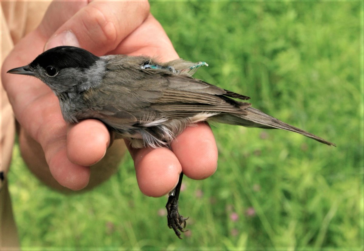 VetmeduniVienna's tweet photo. Wanderungen österreichischer #Mönchsgrasmücken enträtselt!🐦
ExpertInnen der Österreichischen #Vogelwarte #KLIVV untersuchten in Kooperation mit dem Max-Planck-Institut für Evolutionäre Biologie @MPI_EvolBio die Wanderungsstrategien der Singvögel!
👉https://t.co/I8TAPVrZDO https://t.co/ZKVGAxLylx