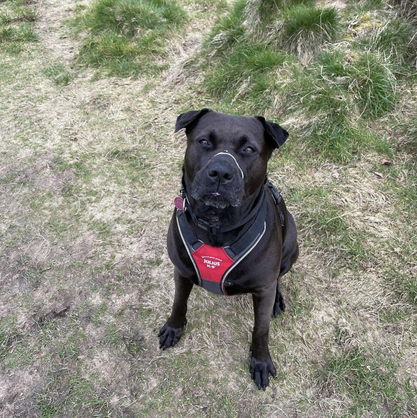 therescuehotel's tweet photo. Morning 😍

Gia here, a former resident of the hotel 

I just wanted to pop on and make sure you all know.  Do not shake and slober. You can, but do not do this at the same time otherwise you’ll end up looking like this. I’m not sure this is a good look🤣 https://t.co/s0qQhLoUCS